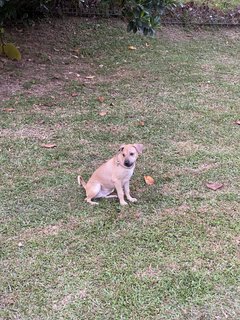 Luna - Pit Bull Terrier + Black Mouth Cur Dog