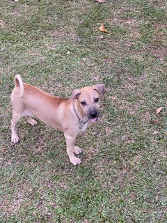 Luna - Pit Bull Terrier + Black Mouth Cur Dog