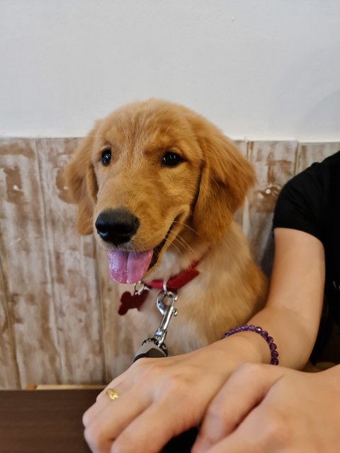 奶茶 Naicha - Golden Retriever Dog