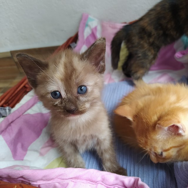 Taupe - Domestic Short Hair Cat