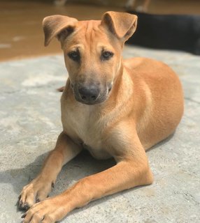 Nala - Mixed Breed Dog