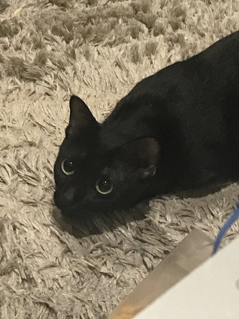 Pepsi - Domestic Short Hair Cat