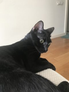 Pepsi - Domestic Short Hair Cat