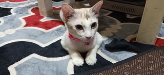 Rayana - Domestic Short Hair Cat