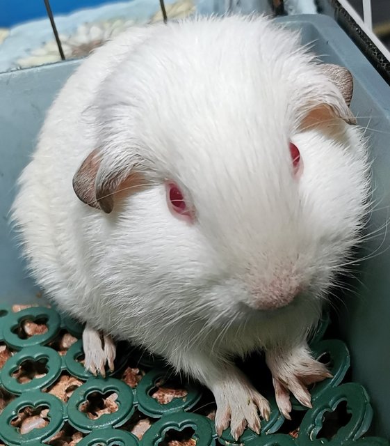 Guinea Pig - Guinea Pig Small & Furry