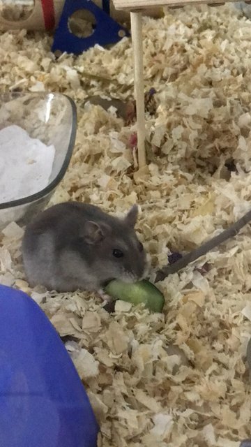 Lenny (Wiwi) - Short Dwarf Hamster Hamster