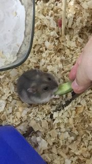 Lenny (Wiwi) - Short Dwarf Hamster Hamster