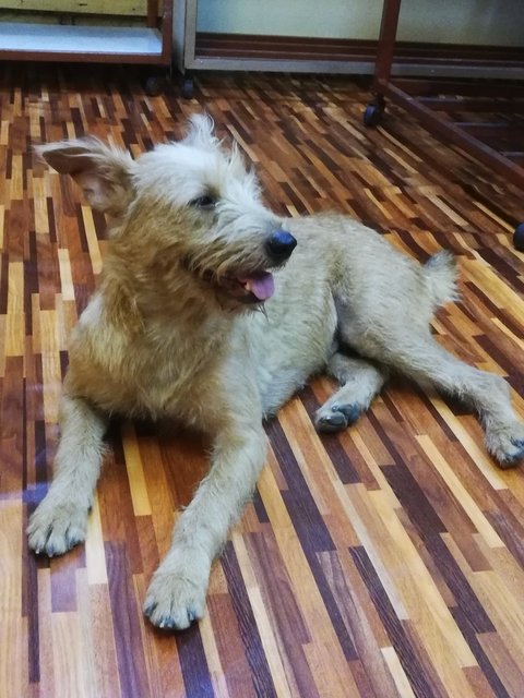 Winter - Labrador Retriever + Schnauzer Dog