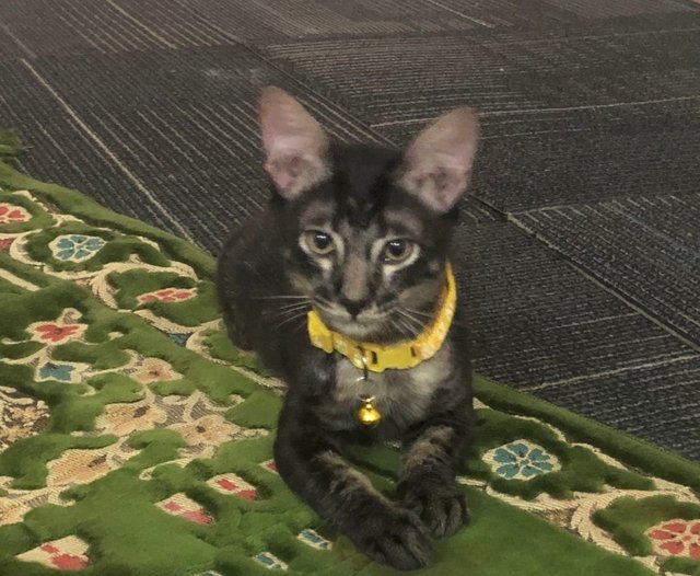 Donut - Maine Coon + Oriental Short Hair Cat