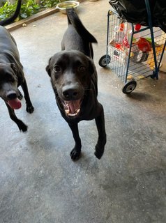 Champion &amp; Boba  - Mixed Breed Dog