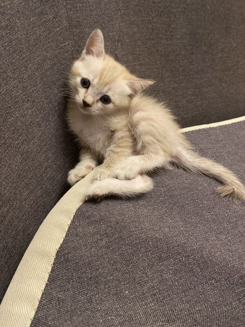 Kitten 01 - Domestic Short Hair + Domestic Long Hair Cat