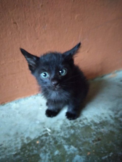 Niro - Domestic Short Hair Cat