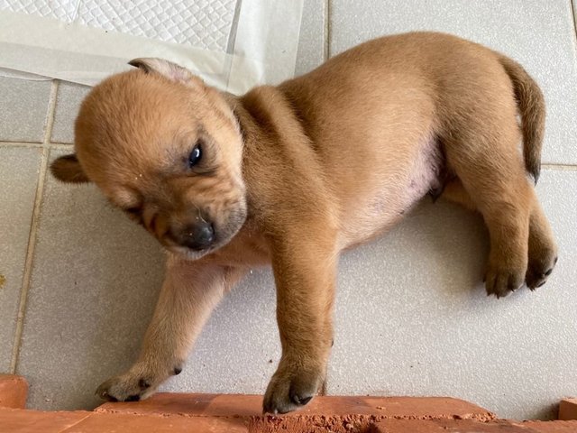 Browny - Mixed Breed Dog