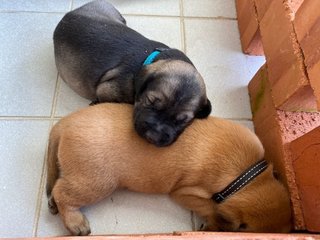 Browny - Mixed Breed Dog