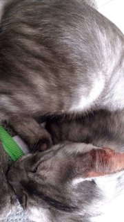 4 Kittens Need To Be Adopted Asap - Domestic Short Hair Cat