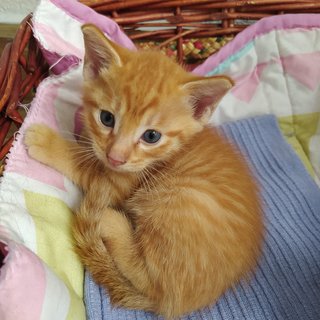 Tortoiseshell Female / Orange Tabby Male - Domestic Short Hair Cat