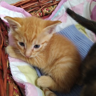 Tortoiseshell Female / Orange Tabby Male - Domestic Short Hair Cat