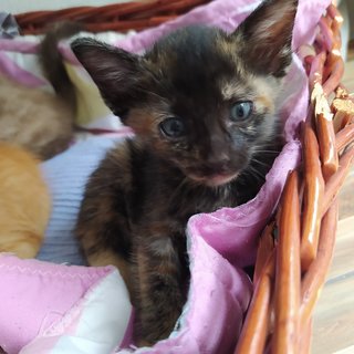 Tortoiseshell Female / Orange Tabby Male - Domestic Short Hair Cat