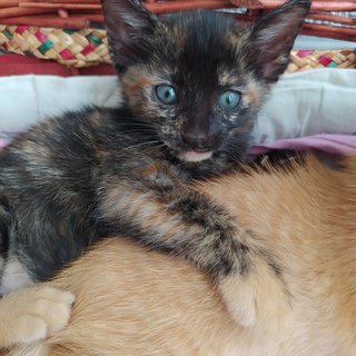 Tortoiseshell Female / Orange Tabby Male - Domestic Short Hair Cat