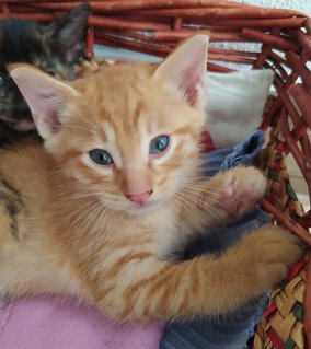 Tortoiseshell Female / Orange Tabby Male - Domestic Short Hair Cat