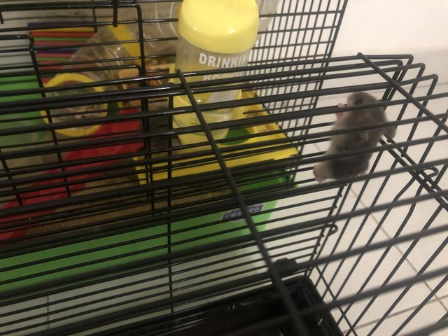 No Name - Short Dwarf Hamster Hamster