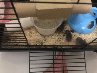 No Name - Short Dwarf Hamster Hamster