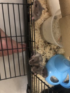 No Name - Short Dwarf Hamster Hamster