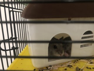 No Name - Short Dwarf Hamster Hamster