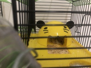 No Name - Short Dwarf Hamster Hamster