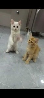 Oyen,ateh - Domestic Long Hair + Maine Coon Cat