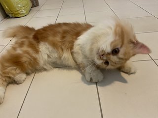 Mimi - Persian Cat