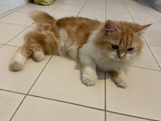 Mimi - Persian Cat