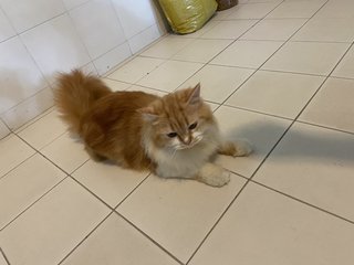 Mimi - Persian Cat