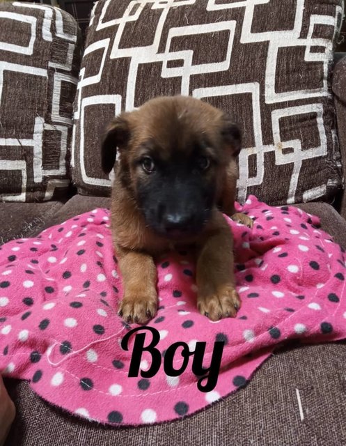 Pablo - Mixed Breed Dog