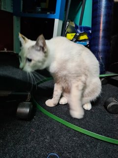 Snowy - Domestic Short Hair Cat