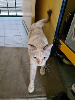 Snowy - Domestic Short Hair Cat