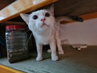 Snowy - Domestic Short Hair Cat