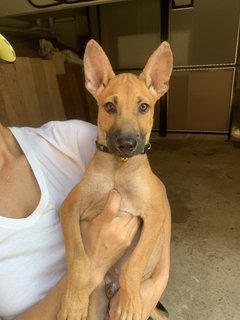 Brandon - Mixed Breed Dog