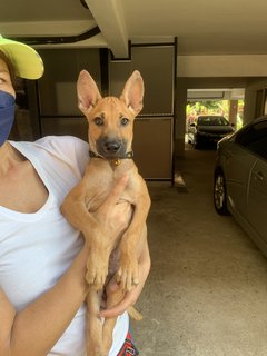 Brandon - Mixed Breed Dog