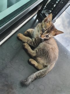 Young Kitten - Domestic Medium Hair Cat