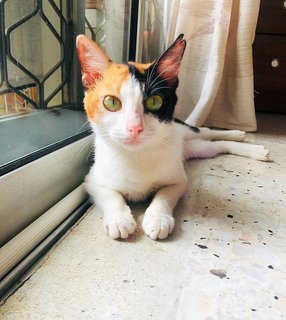 Some say this pretty half-face calico is rare and unique.