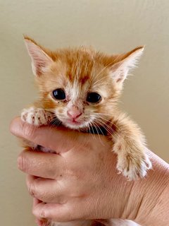 Trinity (Tortie, Ginger, Tabby) - Domestic Short Hair Cat