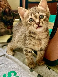 Trinity (Tortie, Ginger, Tabby) - Domestic Short Hair Cat