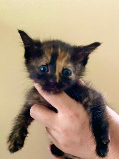 Trinity (Tortie, Ginger, Tabby) - Domestic Short Hair Cat