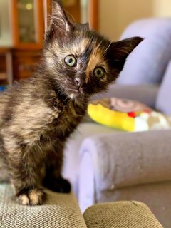 Trinity (Tortie, Ginger, Tabby) - Domestic Short Hair Cat