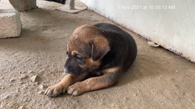 Puppies - Mixed Breed Dog