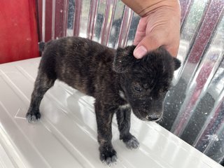 Puppies - Mixed Breed Dog