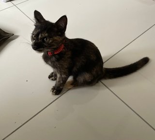 Chanel - Domestic Short Hair + Tortoiseshell Cat