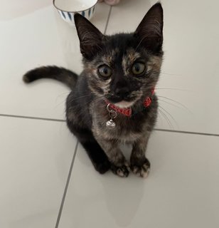 Chanel - Domestic Short Hair + Tortoiseshell Cat