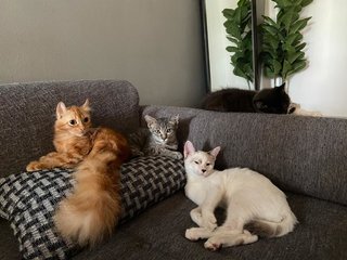 Tokyo - Domestic Medium Hair + Domestic Short Hair Cat